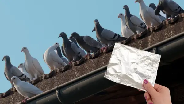 Skuteczne sposoby na gołębie na balkonie – pozbądź się ich raz na zawsze